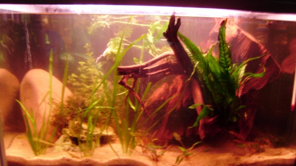 Aquarium Hauptansicht von Kakaduzwergbuntbarsch/ Artenbecken