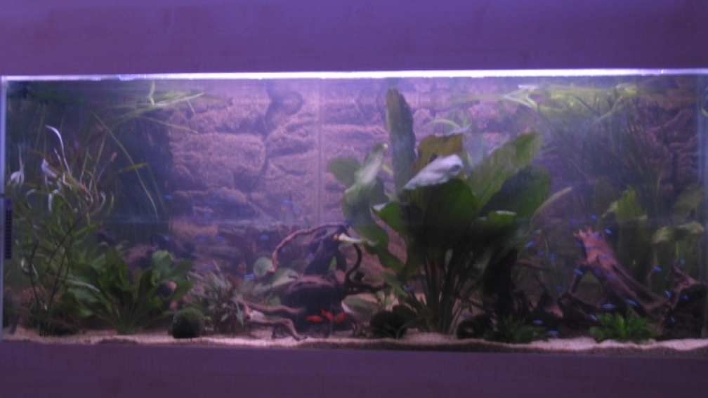 Aquarium Hauptansicht von Mein neues Becken