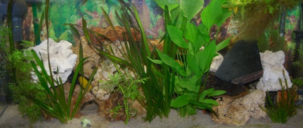 Aquarium Hauptansicht von Juwel mit schwarzem Unterschrank