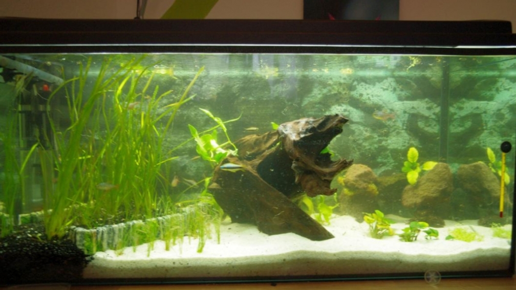 Aquarium Hauptansicht von Amazonasbecken