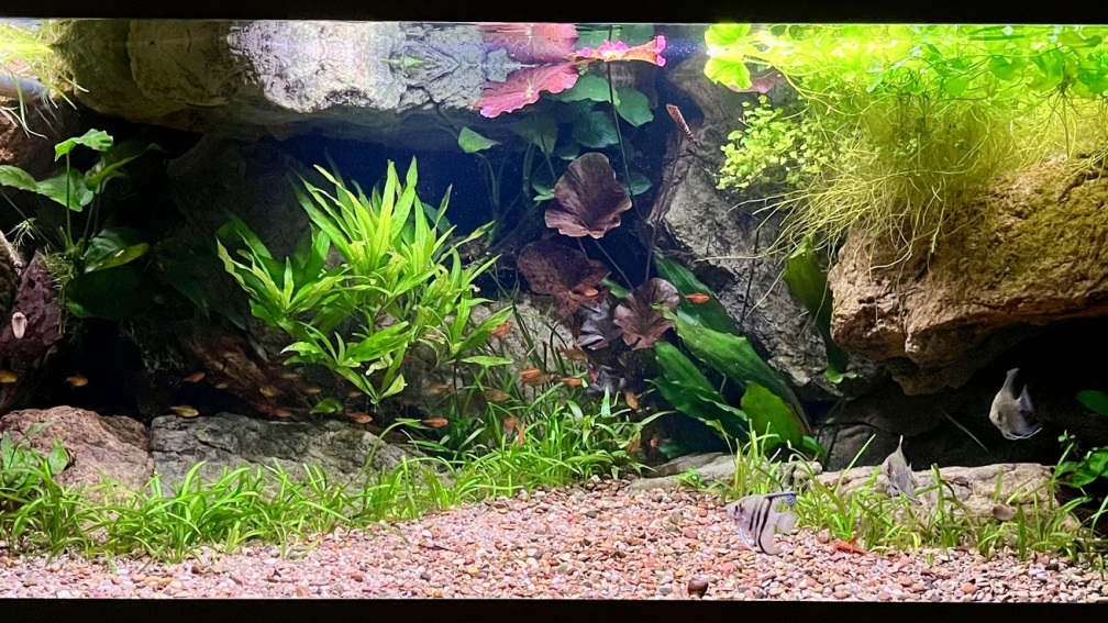 Aquarium Hauptansicht von Andrews Dream