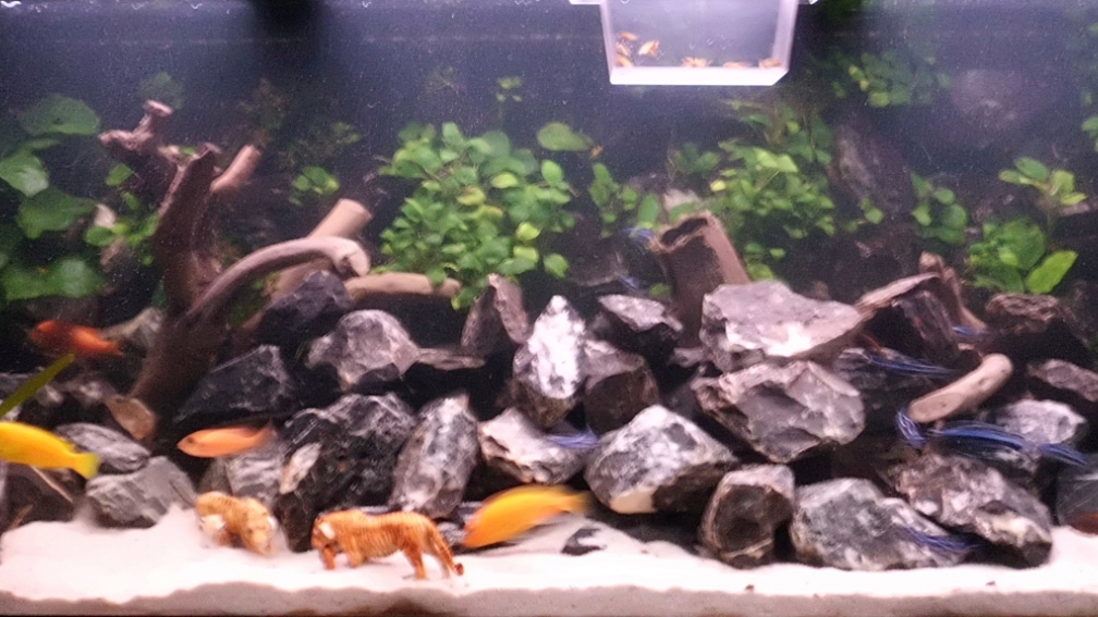 Aquarium Hauptansicht von Stoneranch