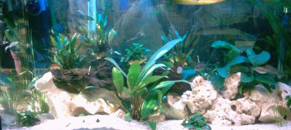 Mein 200 Liter Malawie Becken