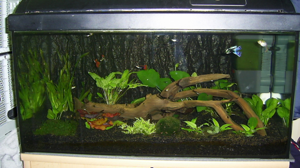 Aquarium Hauptansicht von Guppyzucht