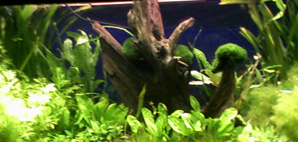 Aquarium Hauptansicht von Gesellschaftsbecken