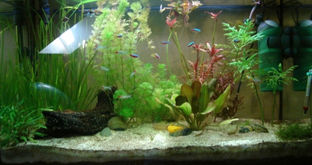 Aquarium Hauptansicht von Familienbecken