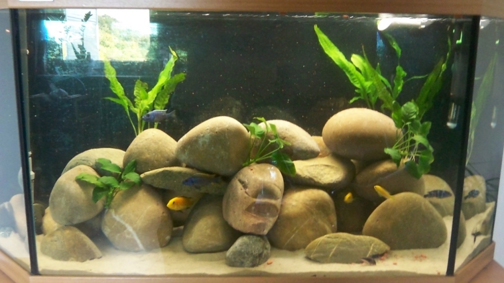 Mein Malawi Aquarium