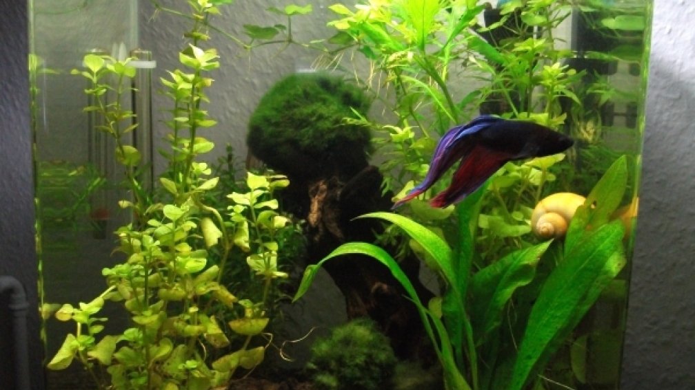 Aquarium Hauptansicht von 20 L Dennerle Nano Cube