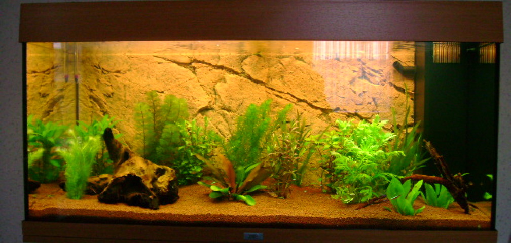 Aquarium Hauptansicht von Juwel Rio 180