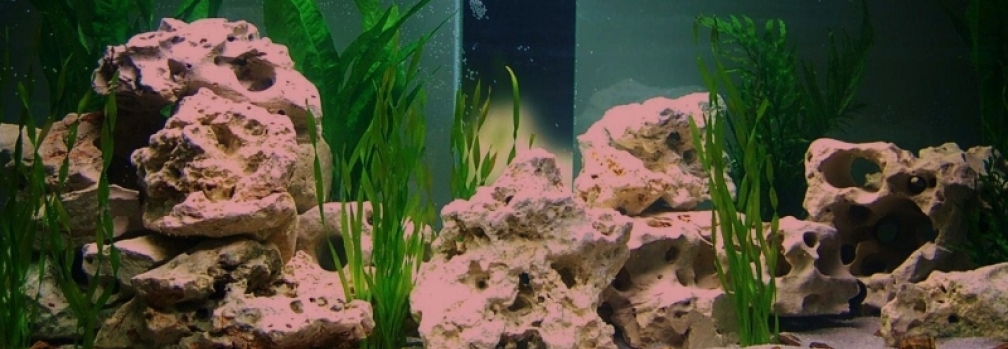 Aquarium Hauptansicht von mp Scubabay