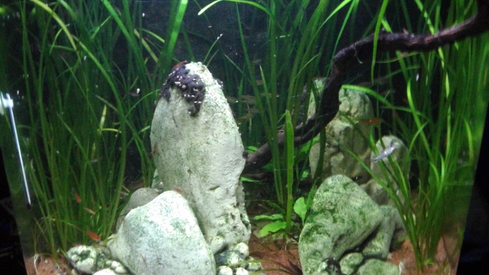 Aquarium Hauptansicht von Der große Cube