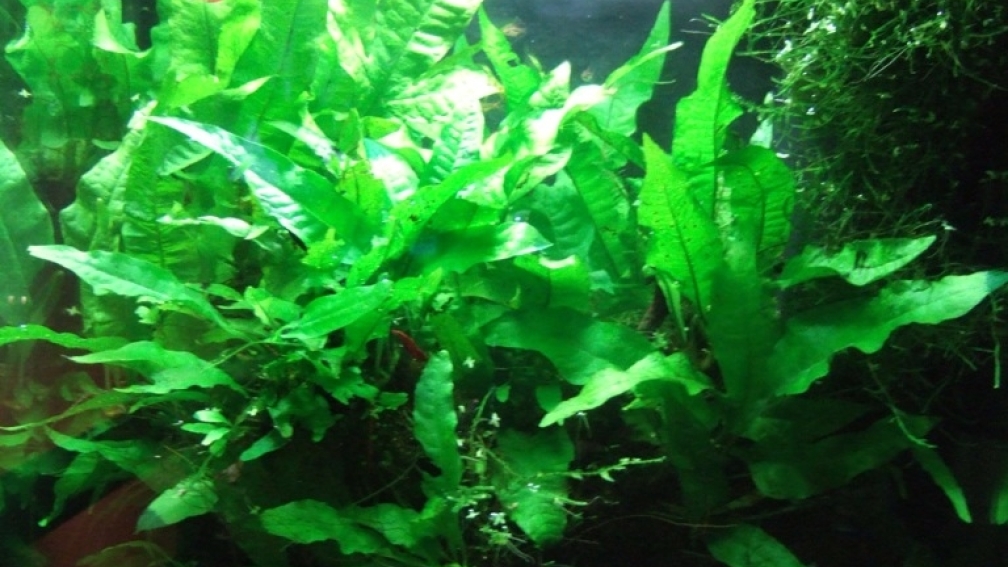 Aquarium Hauptansicht von Asienbecken mit Boraras urophthalmoides