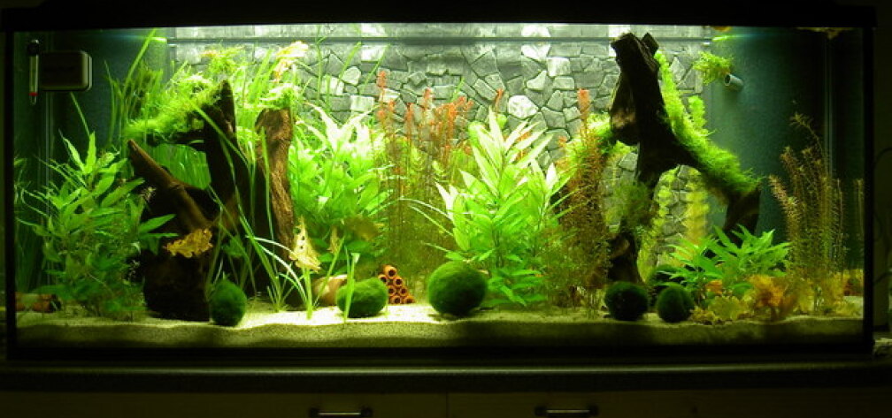 Becken am 15.11.2009 