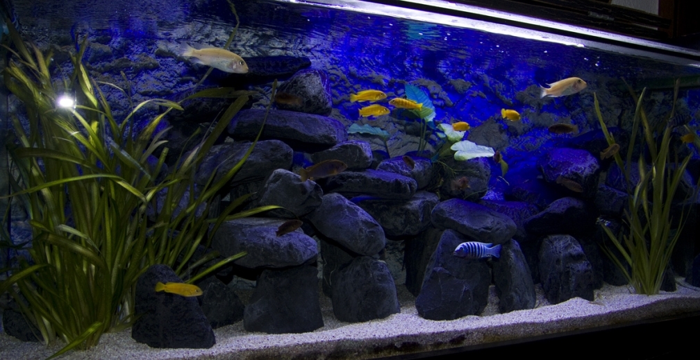 Aquarium Hauptansicht von Malawibecken 300L