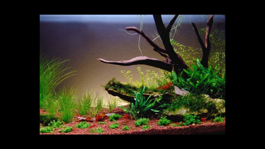 27.03.12 Garnelenbecken und Aquascapingversuch