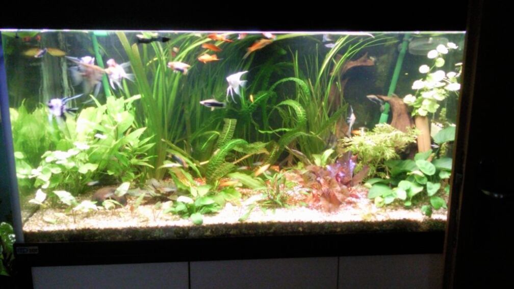 Aquarium Hauptansicht von im Wohnzimmer