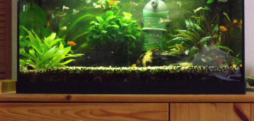 54l Guppys,Platys