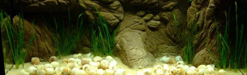 Aquarium Hauptansicht von Schneckenbuntbarschbecken