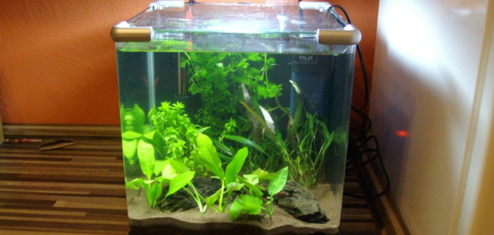Aquarium Hauptansicht von Unser 25 Liter - Nano