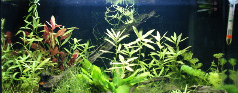 Aquarium Hauptansicht von Perlhuhn-Paradies