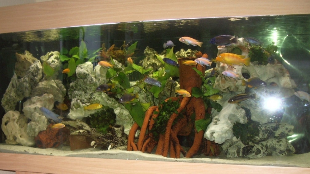 Malawi-Becken, erstes Bild, bessere kommen noch!