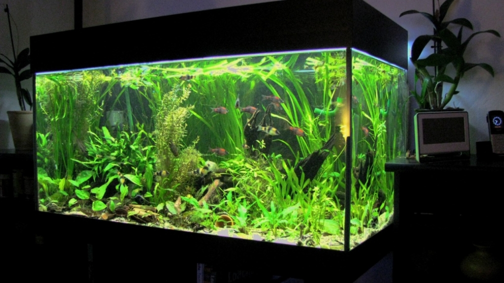 Das grüne Juwel ist der Blickpunkt im Wohnzimmer