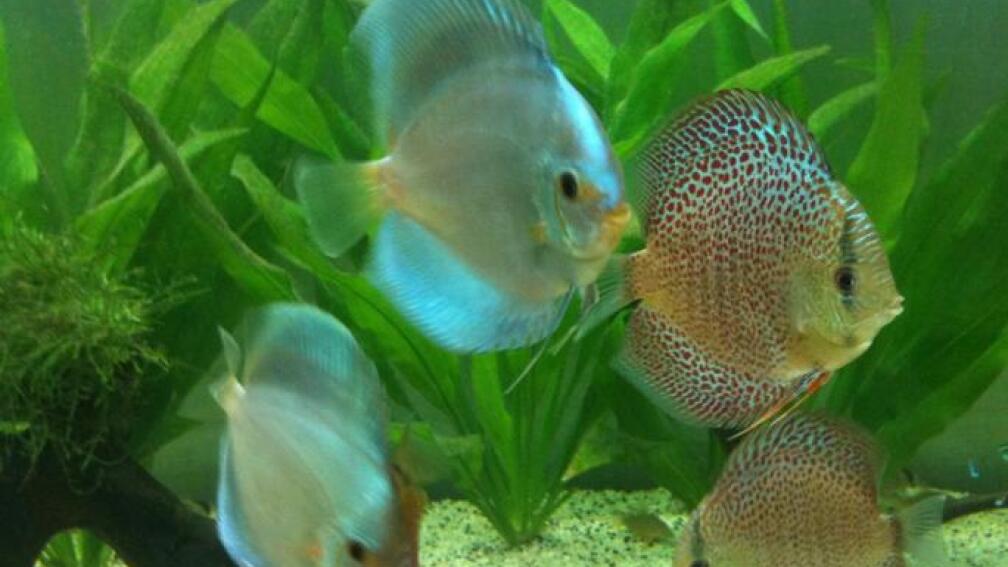 Aquarium Hauptansicht von Diskus-Becken