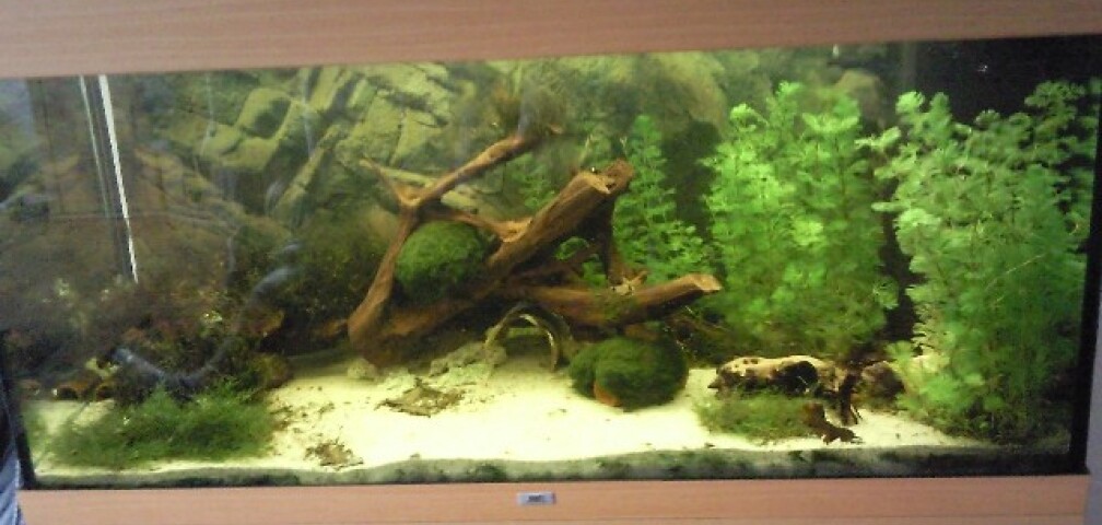 Aquarium Hauptansicht von Juwel 300 Aquarium Hauptansicht von Juwel 300