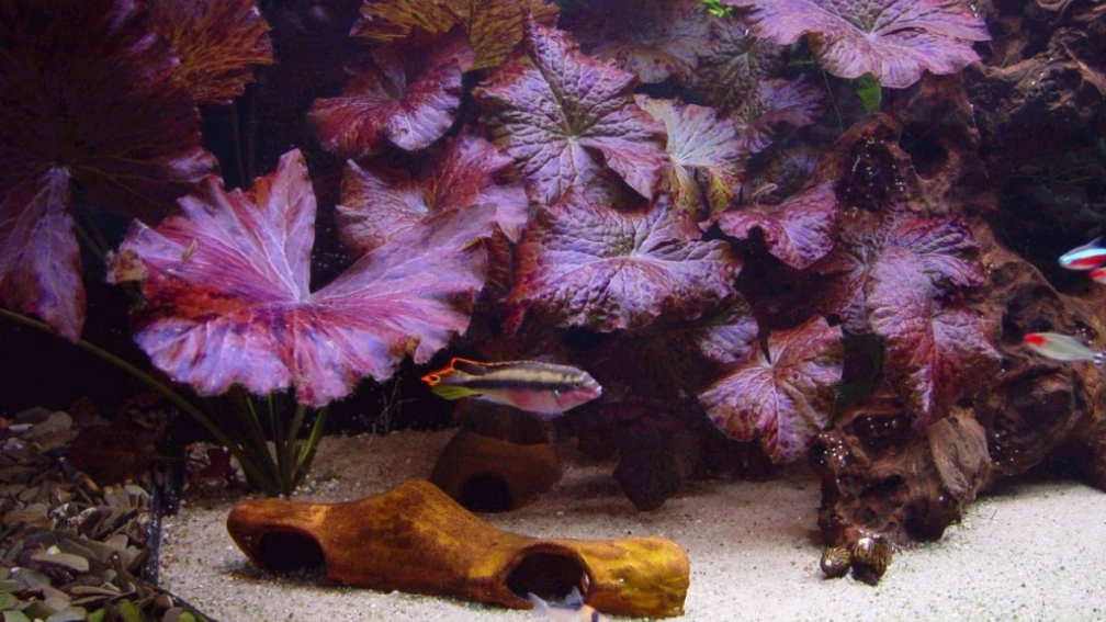 Aquarium Hauptansicht von Vergesellschaftung(nur als Beispiel)