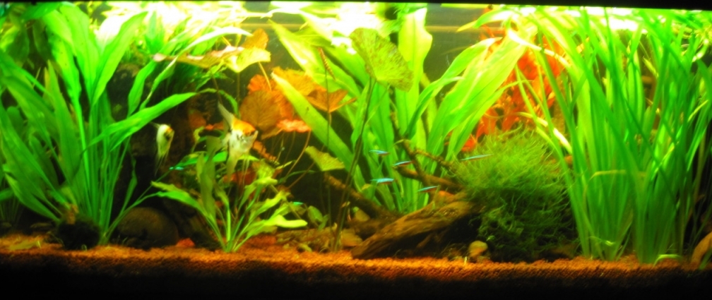 Aquarium Hauptansicht von Mein kleiner Unterwasserdschungel-gibts nicht mehr