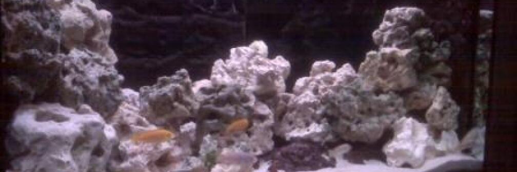 Aquarium Hauptansicht von Malawi Mbuna