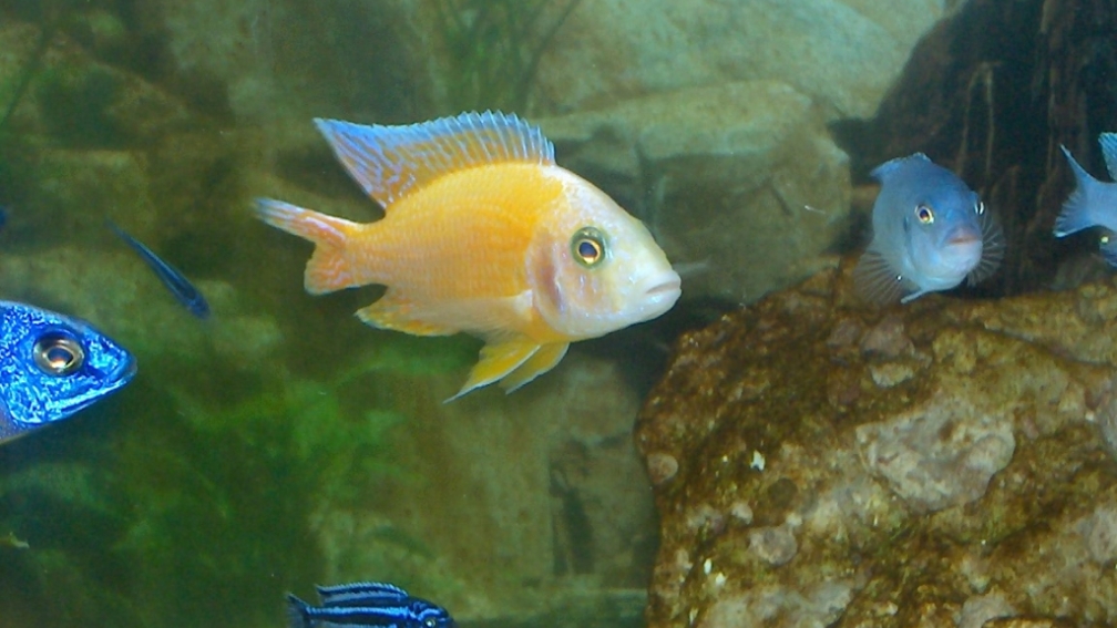 Aquarium Hauptansicht von Erstes Becken