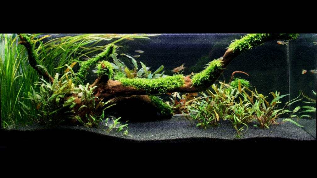 Aquarium Hauptansicht von Outback