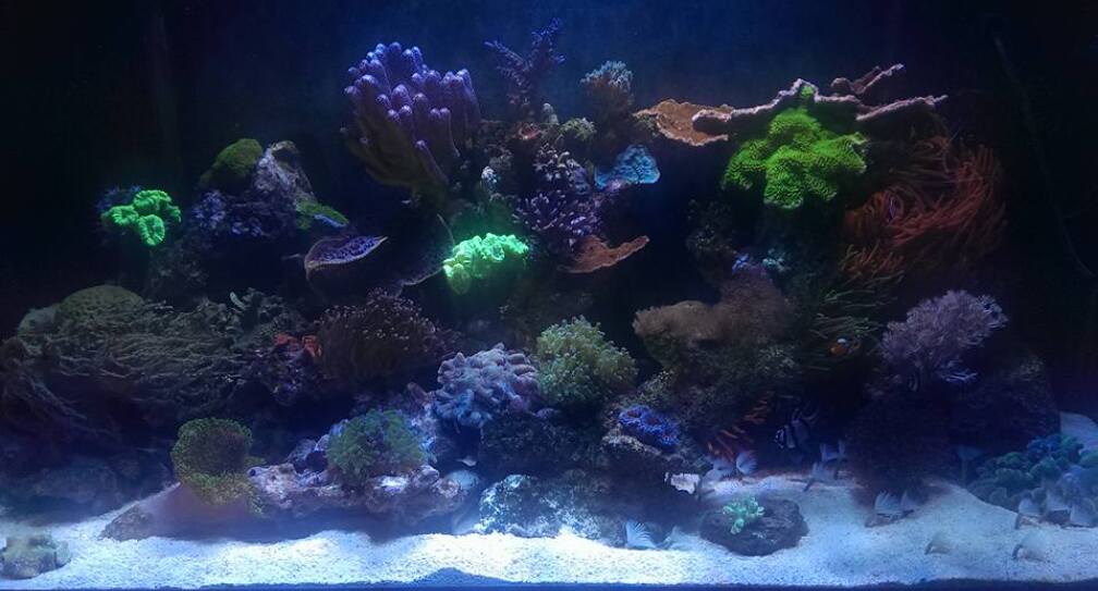 Aquarium Hauptansicht von Riffaquarium