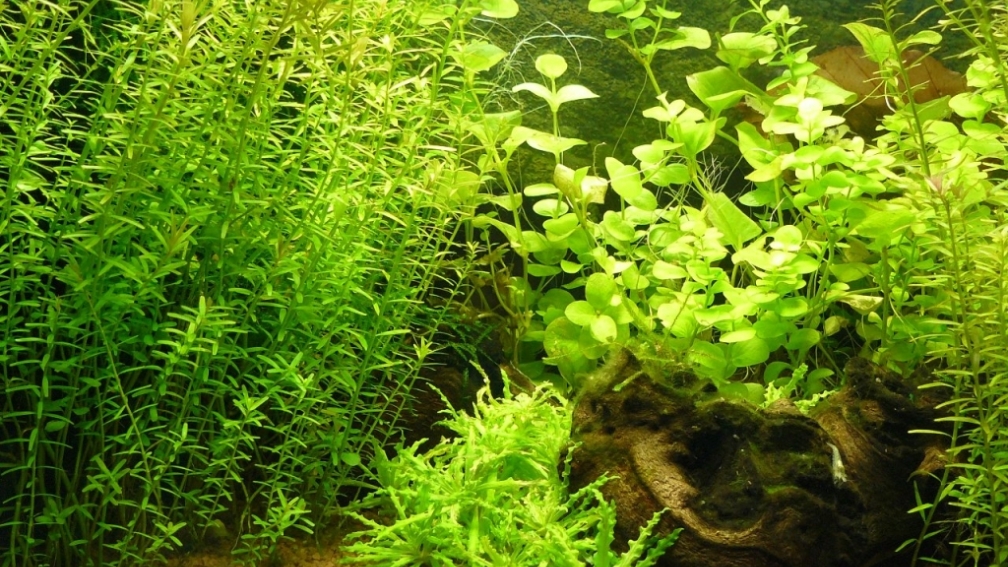 Mein kleines Braunes