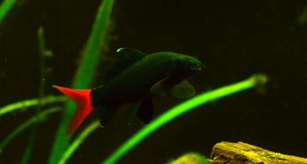 Aquarium Hauptansicht von Mittelamerikanische Buntbarsche