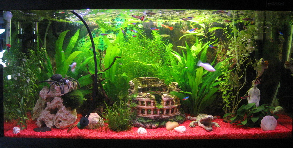 Aquarium Hauptansicht von The 1st one!