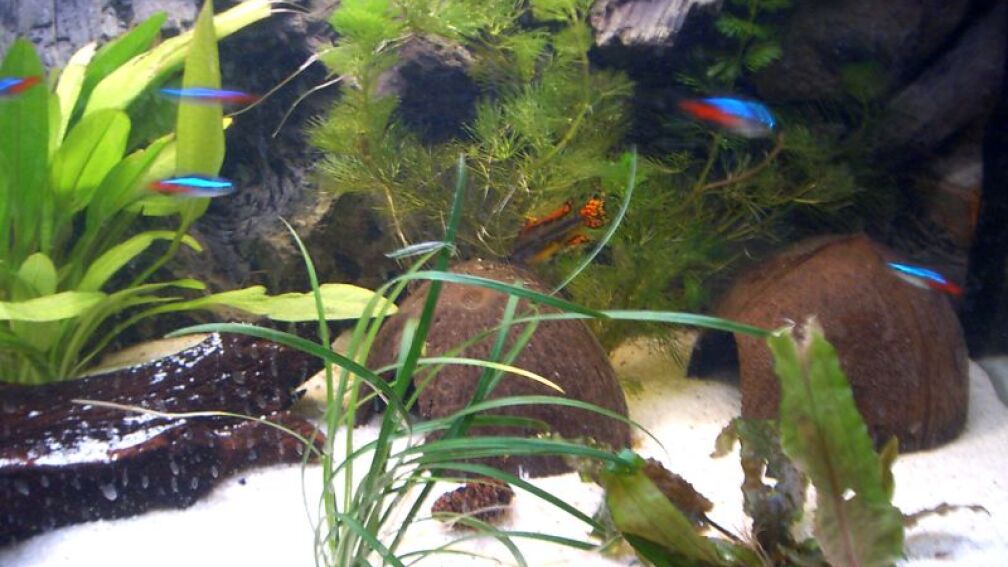 Aquarium Hauptansicht von Apistogramma Cacatuoides Zuchtbecken