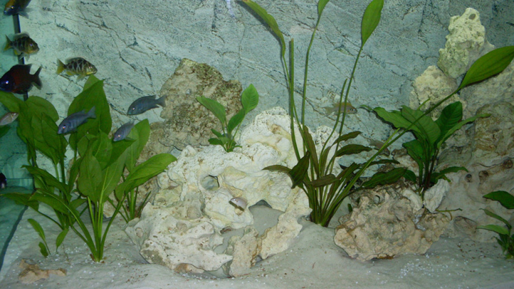 Aquarium Hauptansicht von Becken 15775