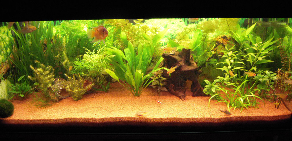 Gesellschaftsbecken 160l