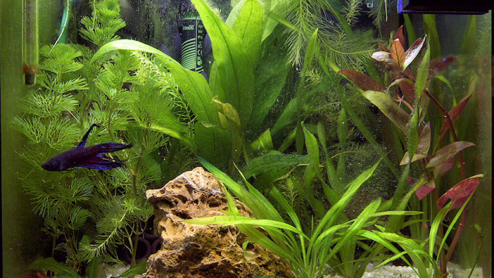 Aquarium Hauptansicht von Betta @ Home