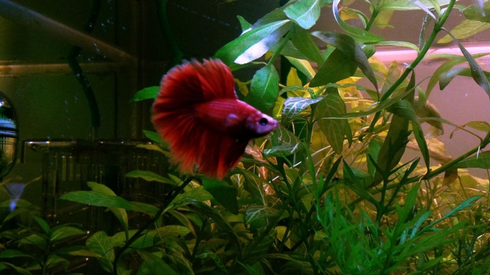 Aquarium Hauptansicht von Asia-Becken