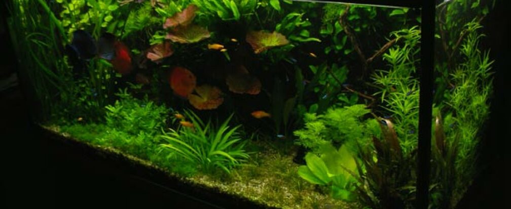 Aquarium Hauptansicht von Pflanzen Diskus