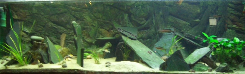 Aquarium Hauptansicht von Tanganjika Tank (aufgelöst)