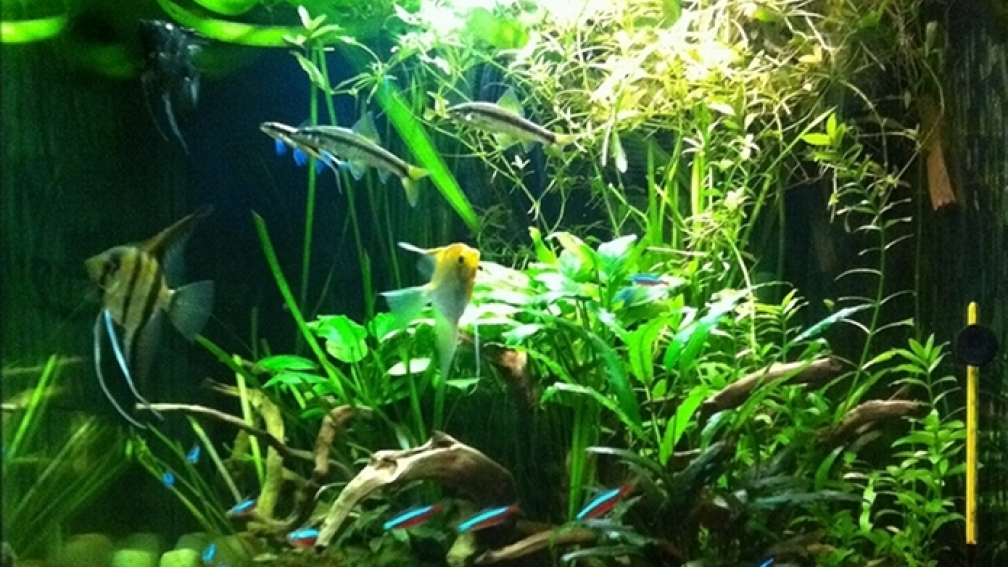 Aquarium Hauptansicht von Pflanzeninsel