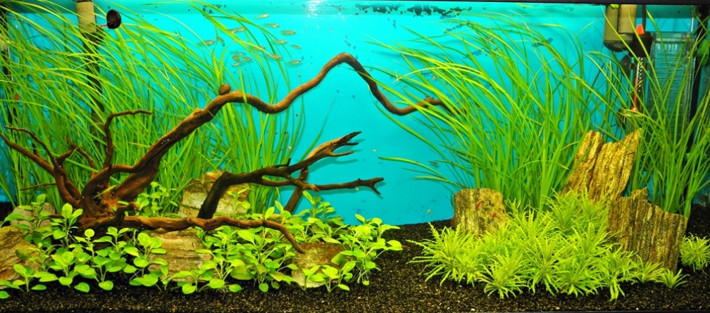 Aquarium Hauptansicht von Mein Garnelenparadies
