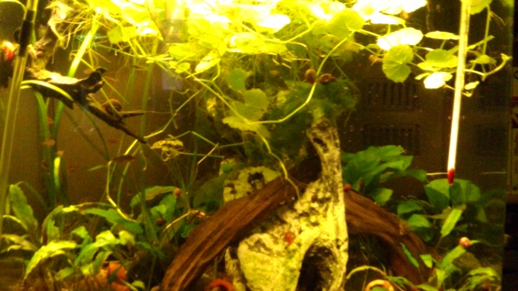 Aquarium Hauptansicht von Der kleine Cube!