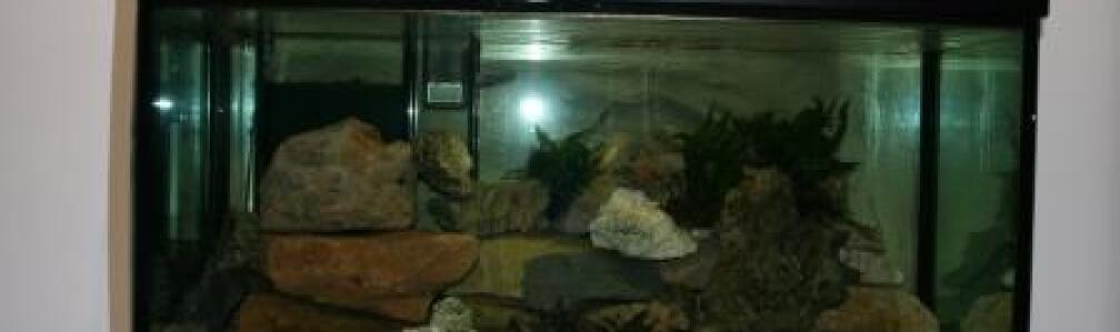 Aquarium Hauptansicht von Malawi