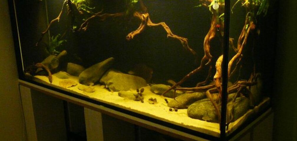 Aquarium Hauptansicht von Amazonas- Flussufer (aufgelöst)