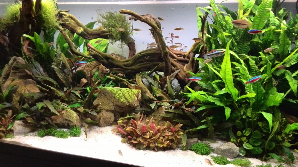 1. Aquascape